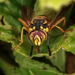 Broad-banded Hornet Fly thumbnail 3