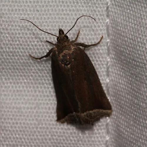 Curved Halter Moth