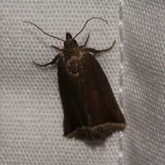 Curved Halter Moth thumbnail 1