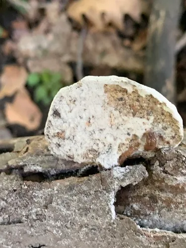 Hypomyces polyporinus