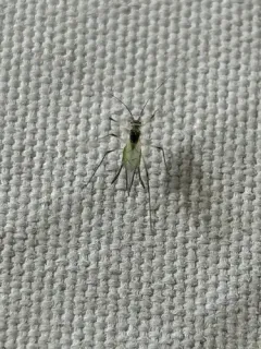 Spot-winged Raspberry Aphid thumbnail 4
