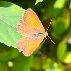 Golden Hairstreak thumbnail 4