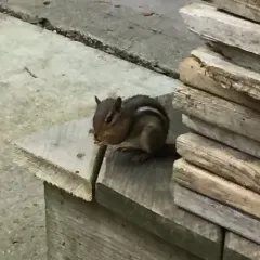 Eastern Chipmunk thumbnail 3
