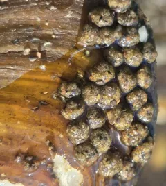 Spectacled Snail-case Caddisfly thumbnail 4