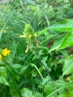 Furbish's Lousewort thumbnail 1