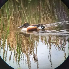Northern Shoveler thumbnail 3
