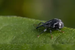 Anthonomus lecontei thumbnail 3