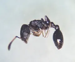 Schaum's Acorn Ant thumbnail 3