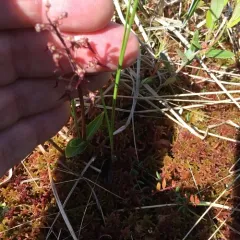 Southern Twayblade thumbnail 2