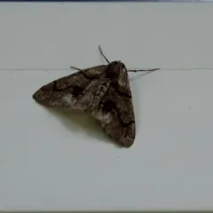 Dyar's Looper Moth thumbnail 3