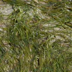Japanese Eelgrass thumbnail 4
