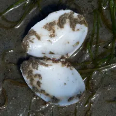 Bent-nosed Clam thumbnail 3