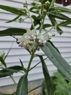 balloonplant thumbnail 3