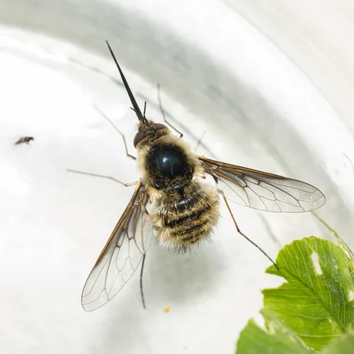 Bombylius facialis