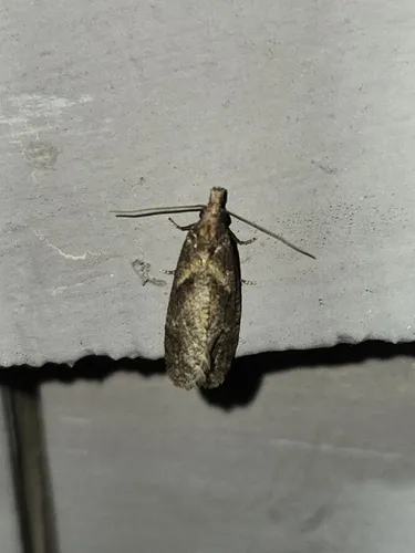 Modest Phtheochroa Moth
