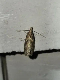 Modest Phtheochroa Moth thumbnail 1
