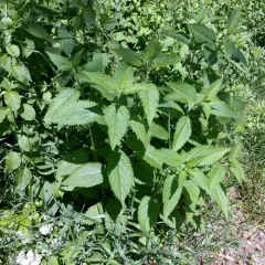 white vervain thumbnail 1