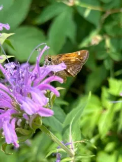 Taxiles Skipper thumbnail 4