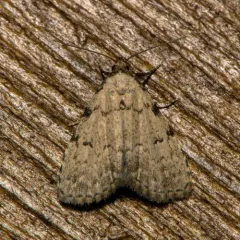 Spot-edged Dyspyralis Moth thumbnail 2