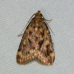 Grease Moth thumbnail 3