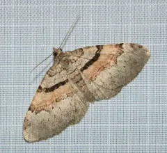 Packard's Carpet thumbnail 4