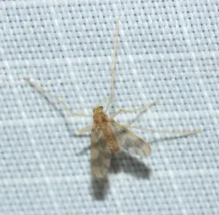Zavrelimyia sinuosa thumbnail 3