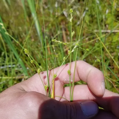 hoary sedge