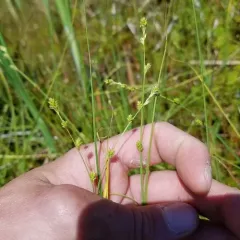 hoary sedge thumbnail 1