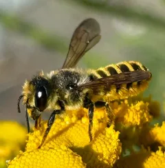 Horn-faced Leafcutter Bee thumbnail 4