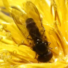 Eastern Forest Sedgesitter thumbnail 4