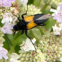 Macrosiagon dimidiata thumbnail 2