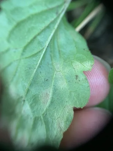 Basidiophora entospora