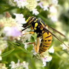 Broad-banded Hornet Fly thumbnail 4