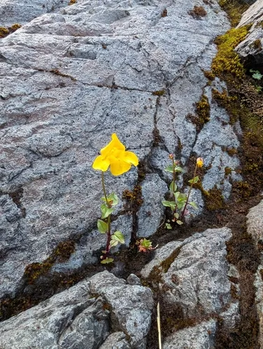 veronica-leaved monkeyflower