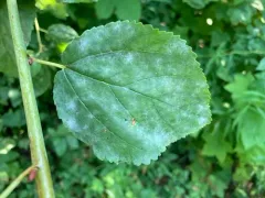 Erysiphe sydowiana thumbnail 3