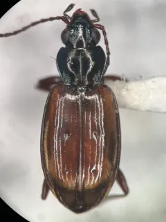 Bembidion stillaguamish thumbnail 1