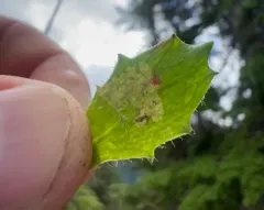 Phytomyza deirdreae thumbnail 4