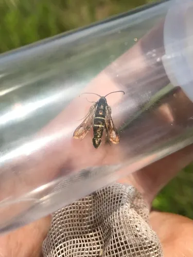 Blazing Star Clearwing