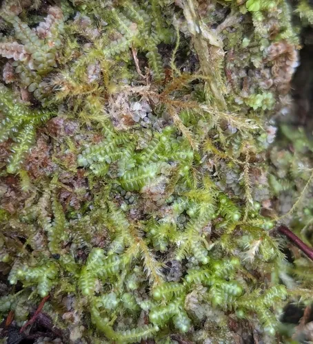 Bazzania Liverwort