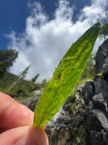 Phytomyza campestris