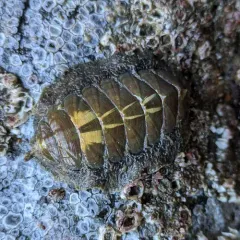 Mopalia vespertina thumbnail 3