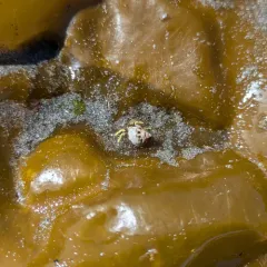 Bering Hermit Crab thumbnail 3