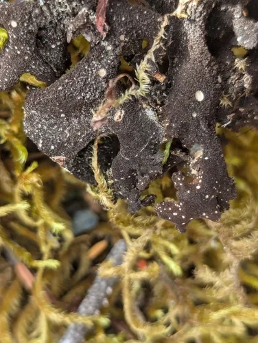 Sticta rhizinata