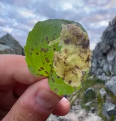Trypeta flaveola thumbnail 4