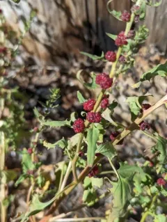 Strawberry Goosefoot thumbnail 3