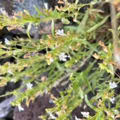 Hot Rock Penstemon thumbnail 4