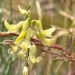 basalt milkvetch thumbnail 4