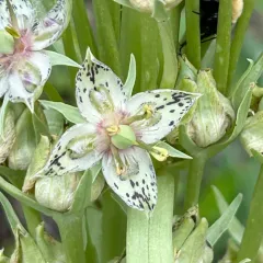 monument plant thumbnail 4