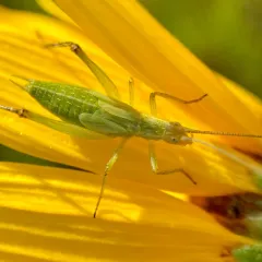 Forbes' Tree Cricket thumbnail 1