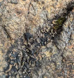 Butterfly Scale Lichen thumbnail 4
